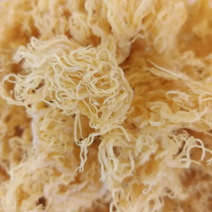 Wildcrafted Raw Gold Sea Moss 8oz